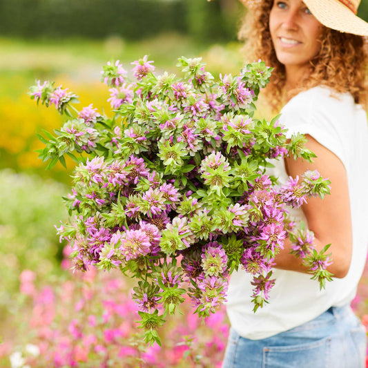 A person holding a bouquet of lemon mint flowers in a garden setting.