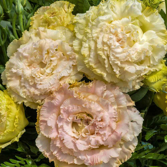 Lisianthus voyage champagne peach ruffled blooms with layered petals on a soft backdrop.