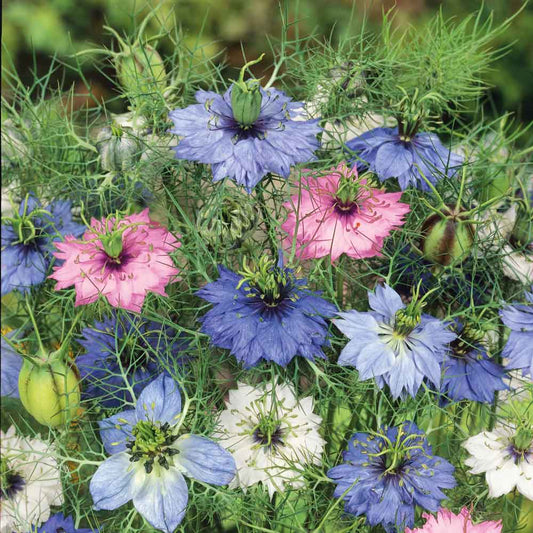Love in a mist mixed pink, blue and white blooms with lacy green foliage in a garden.