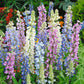 Lupine hartwegii mix pink, purple and white spiky blooms with lush green foliage.