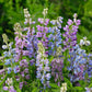 Lupine hartwegii mix pink and purple blooms standing tall in a vibrant sunny field.