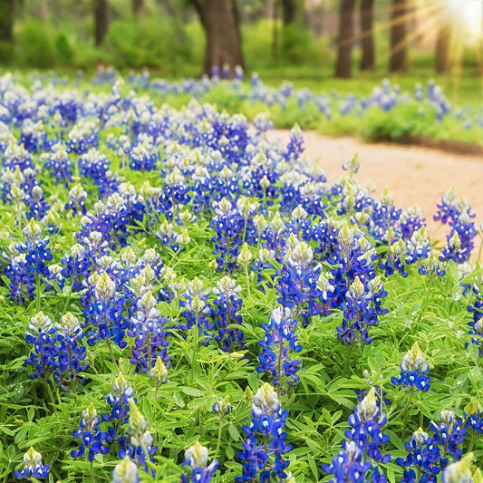 Texas bluebonnet vivid blue spiky blooms with green leaves in a sunny garden border.