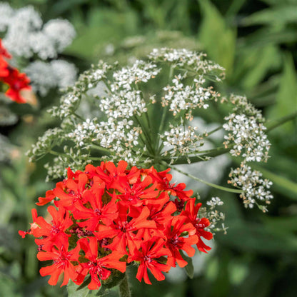 Maltese cross bold red blooms with a yellow center alongside white flowers on a green backdrop.