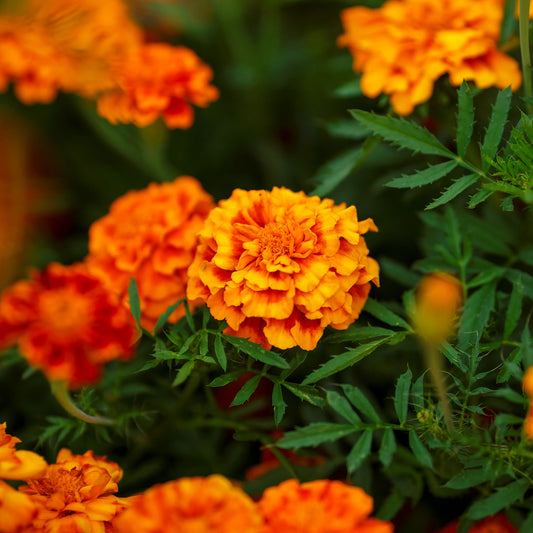 French marigold fiesta bright orange ruffled blooms with green foliage in a garden.