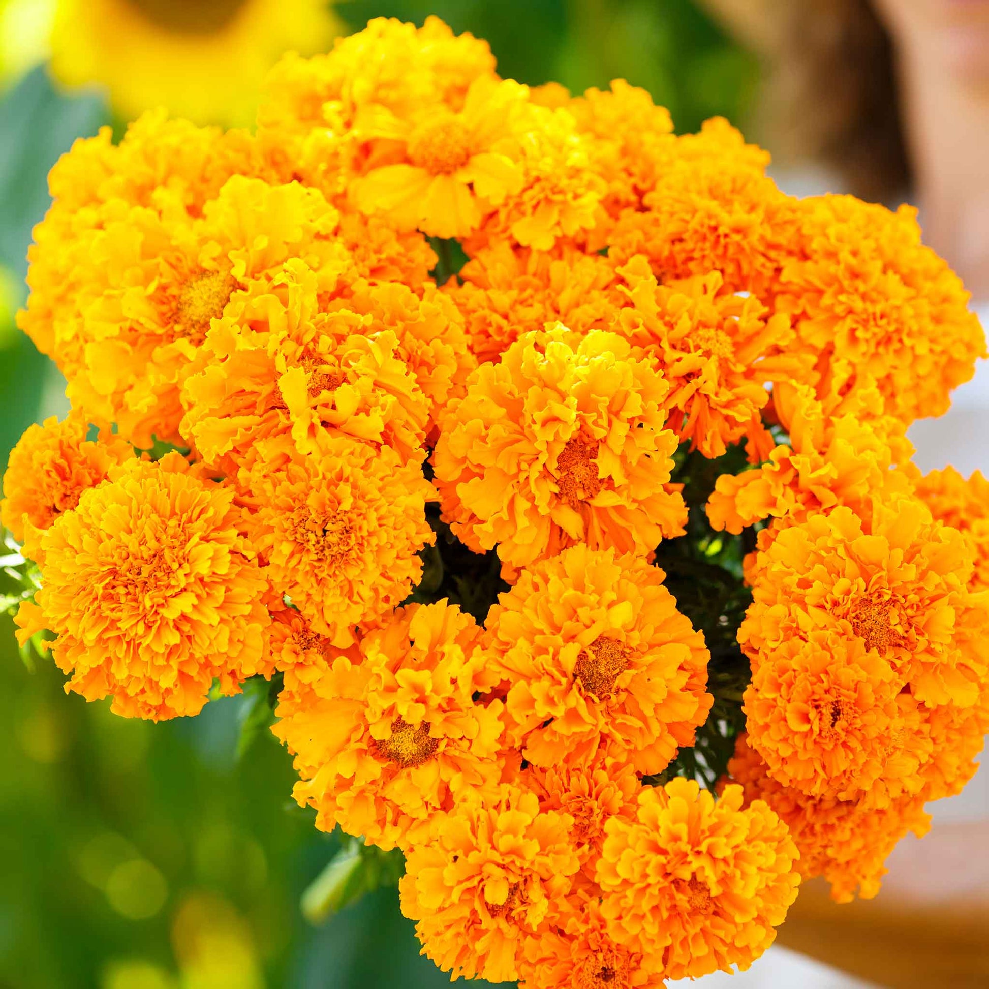 African marigold hawaii bright orange and yellow bloom with green leaves in soft focus.