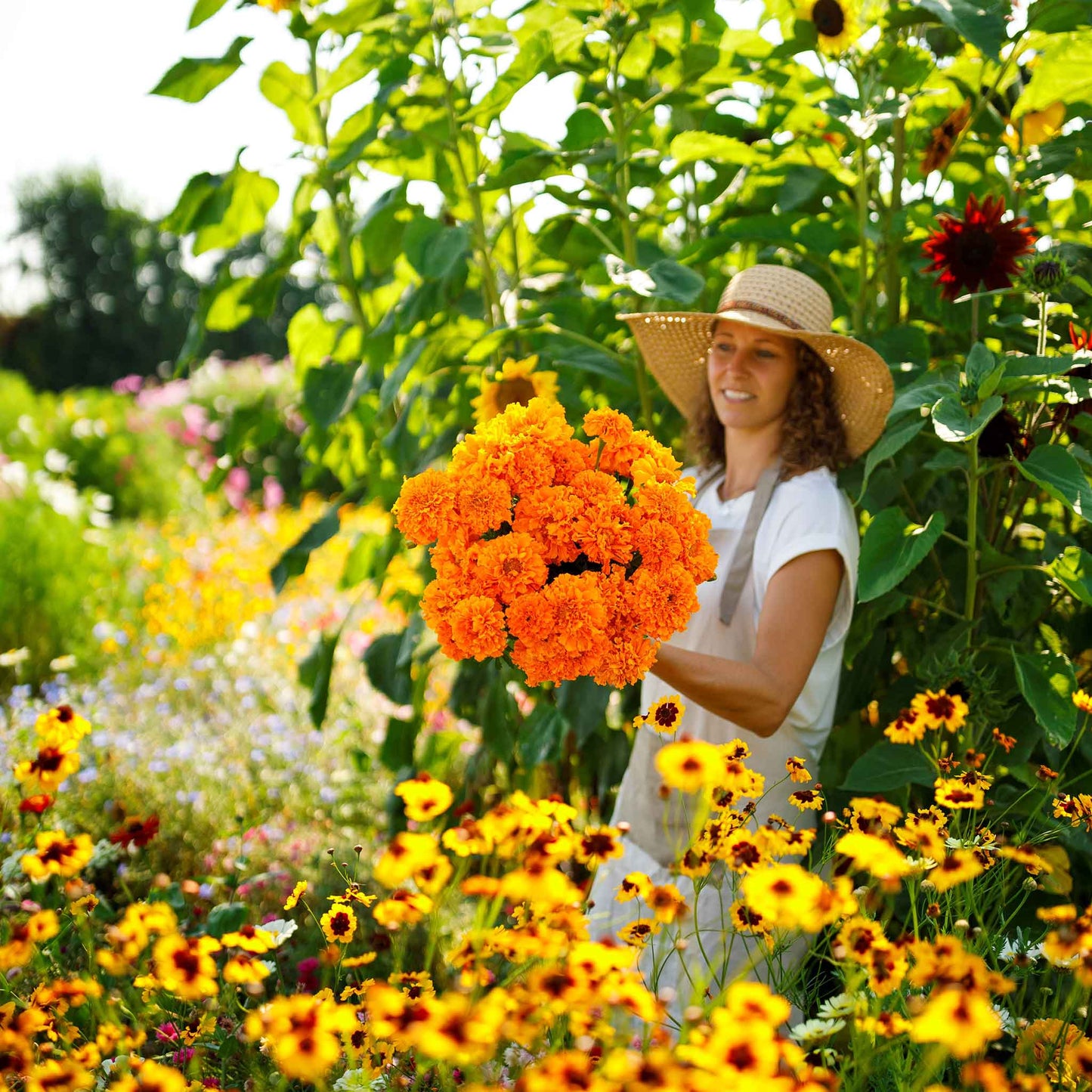 African marigold hawaii vibrant orange ruffled bloom with a green stem on a blurred backdrop.