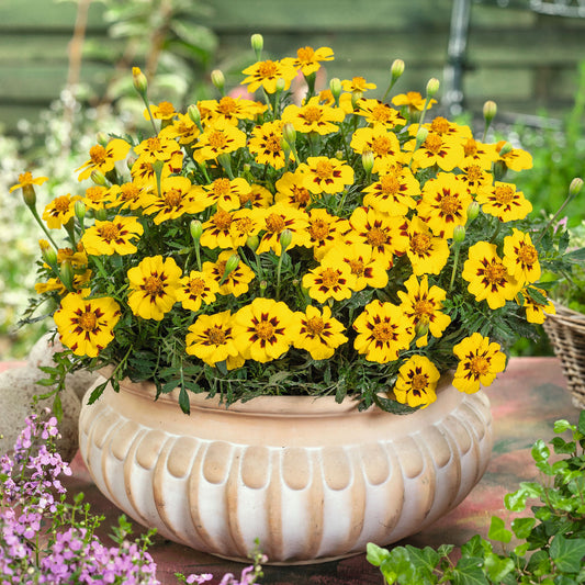 French marigold legion honor single orange bloom with a dark center on a blurred backdrop.