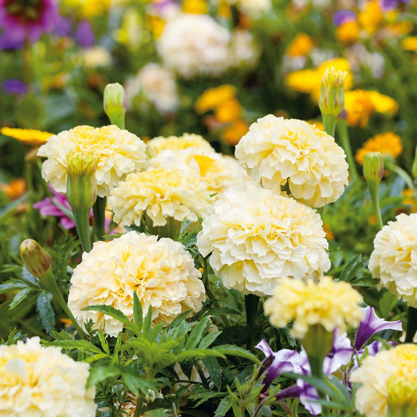 Moonlight african marigold single pale yellow bloom with soft petals on a plain backdrop.