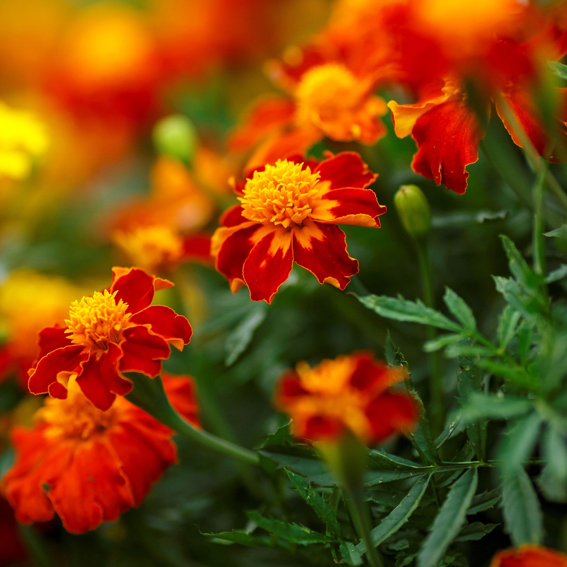 Vibrant orange flame marigold flower with ruffled petals and a yellow center.