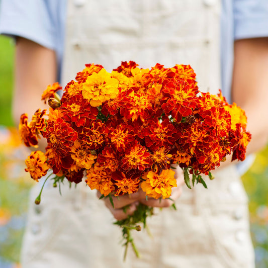 Panther french marigold vibrant yellow and orange ruffled petals on a blurred green backdrop.