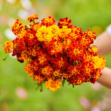 Panther french marigold bright orange and yellow bicolor bloom on a blurred green backdrop.