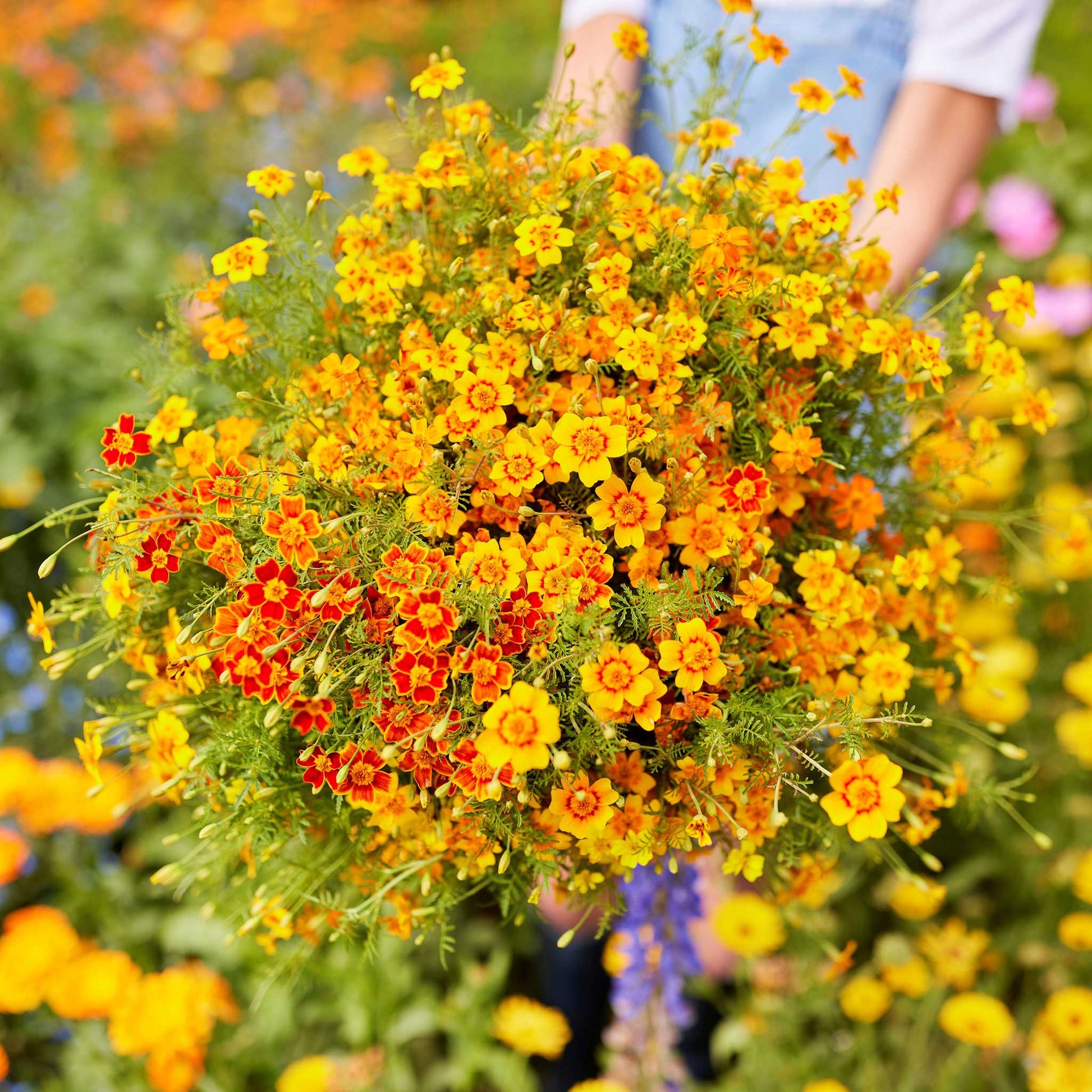 Marigold starfire mix overhead view of red, orange and yellow blooms in full flower.