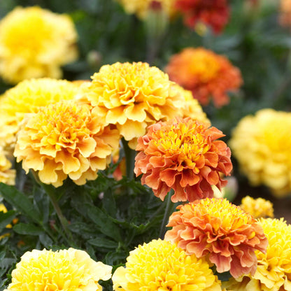 Marigold strawberry blonde orange ruffled blooms with green foliage in a garden setting.