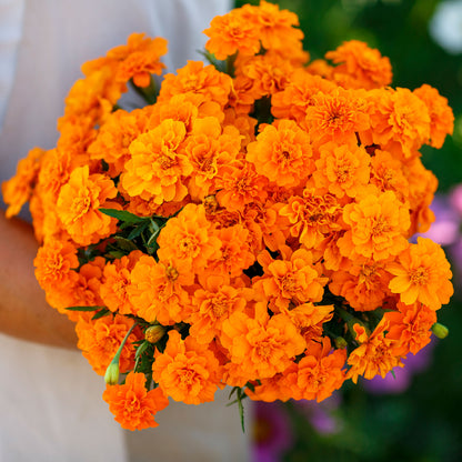 French marigold tangerine vibrant orange bloom with densely packed petals on a plain backdrop.