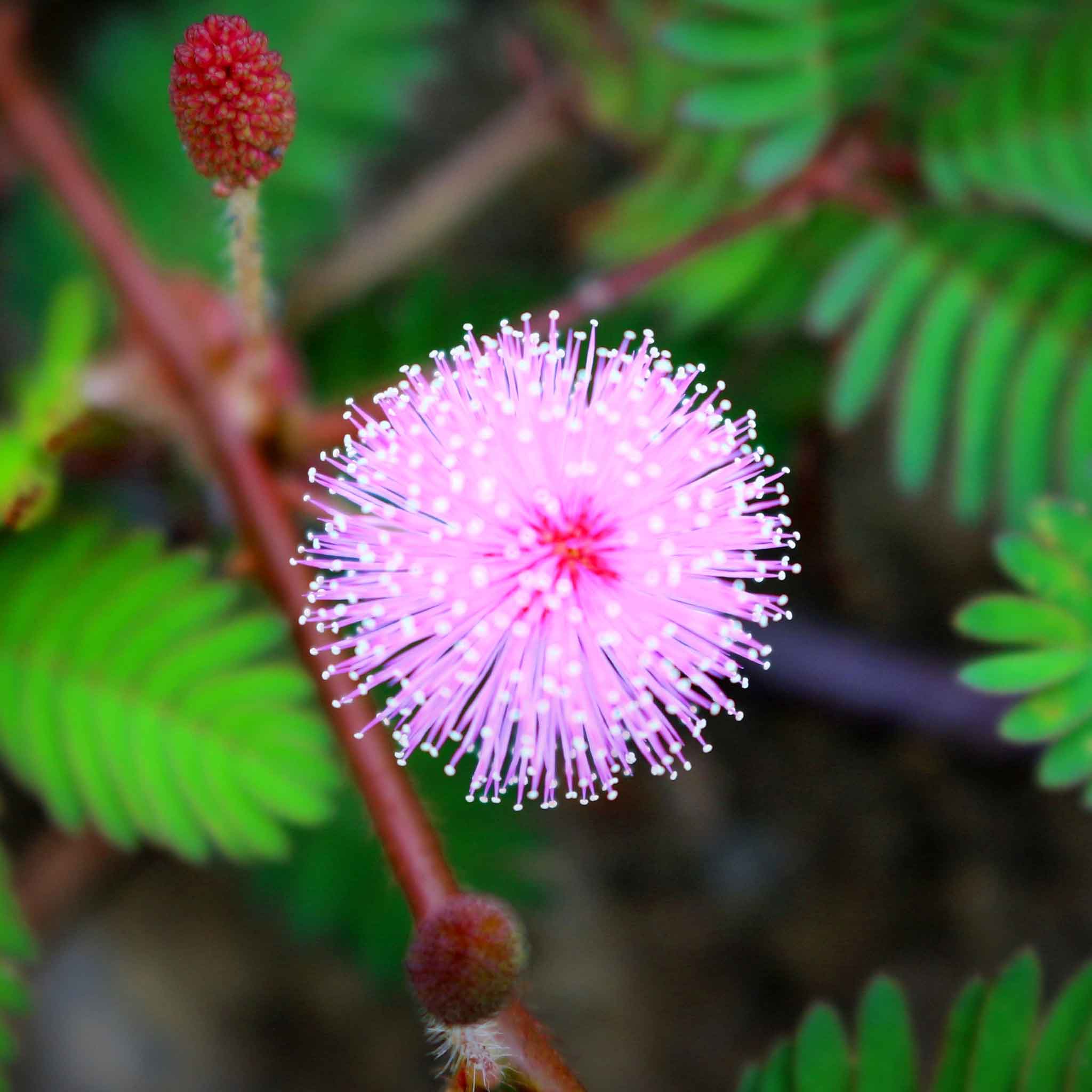 Close-up of a Mimosa pudica plant's green, fern-like leaflets with blurred foliage in background.