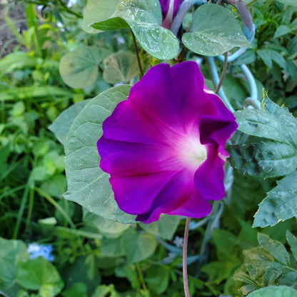 Morning glory grandpa ott soft pink bloom with a dark center and green leaves in the background.