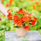 Red and orange Nasturtium Alaska Scarlet flowers with green leaves on garden background