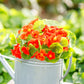 Orange Nasturtium Alaska Scarlet flowers in a pot with green leafy background