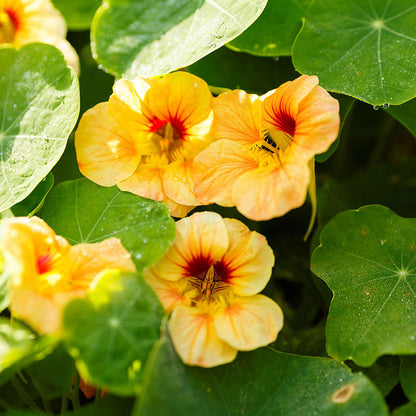 Orange and yellow Nasturtium Apricot flowers with bright green leafy background
