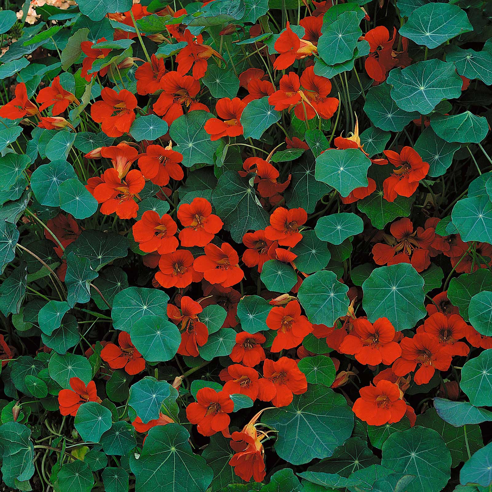 Red Nasturtium Empress of India flowers with lush green foliage background