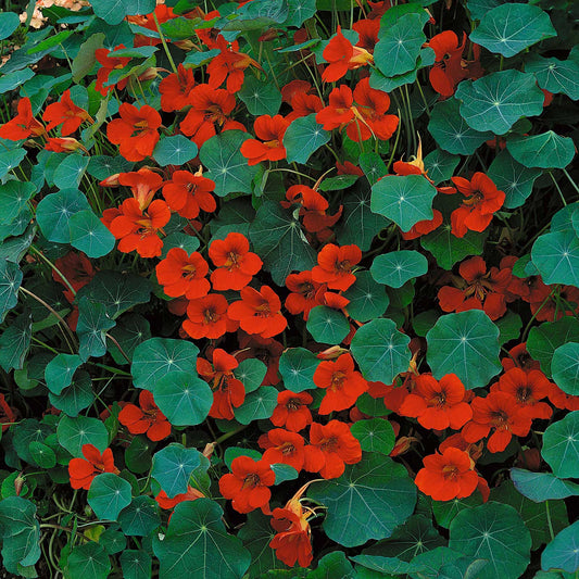 Red Nasturtium Empress of India flowers with lush green foliage background