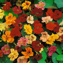 Yellow, orange, and red Nasturtium Jewel Mix flowers with a green garden background