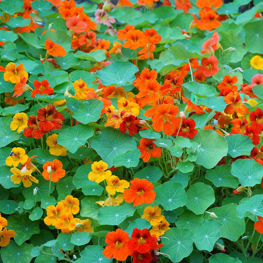 Mixed Nasturtium Tall flowers in orange, red, and yellow on a green garden background