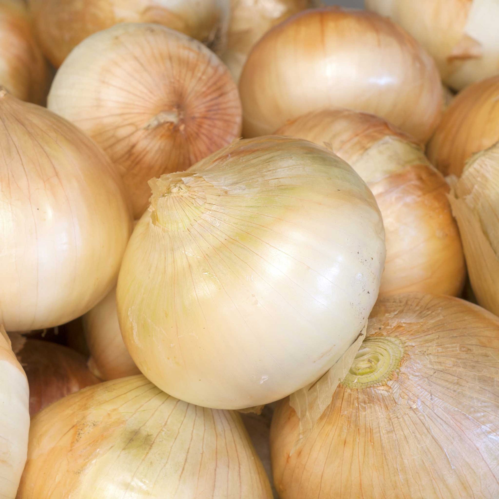 A close-up shot of several Walla Walla Sweet onions with their papery skins still on.