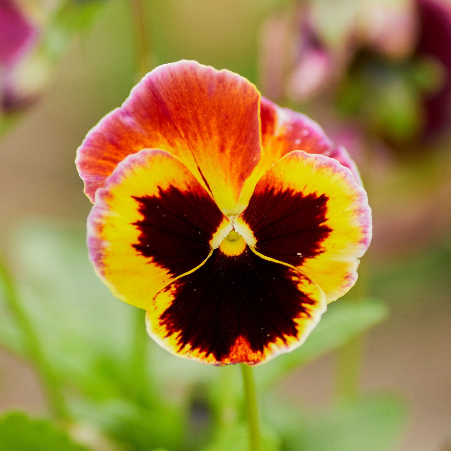 Mixed pansy orange and yellow blooms with dark centers in a green garden setting.
