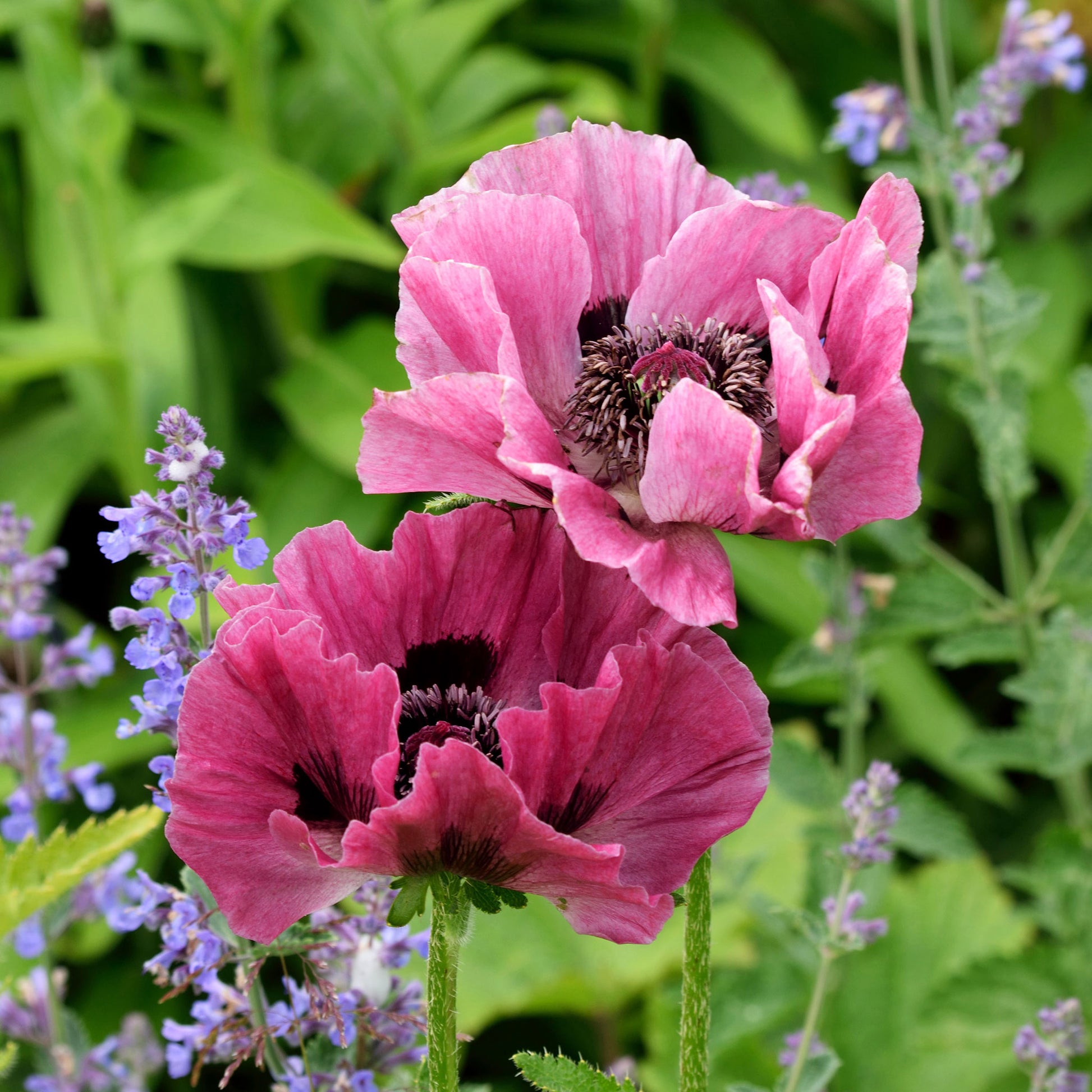 Papaver pattys plum with crinkled plum-colored petals against a soft blurred background.