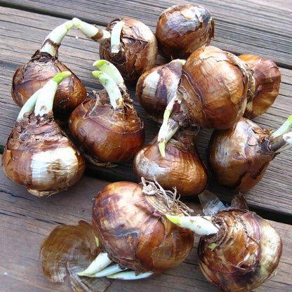 Brown paperwhite bulbs with visible roots on a wooden surface ready for planting.