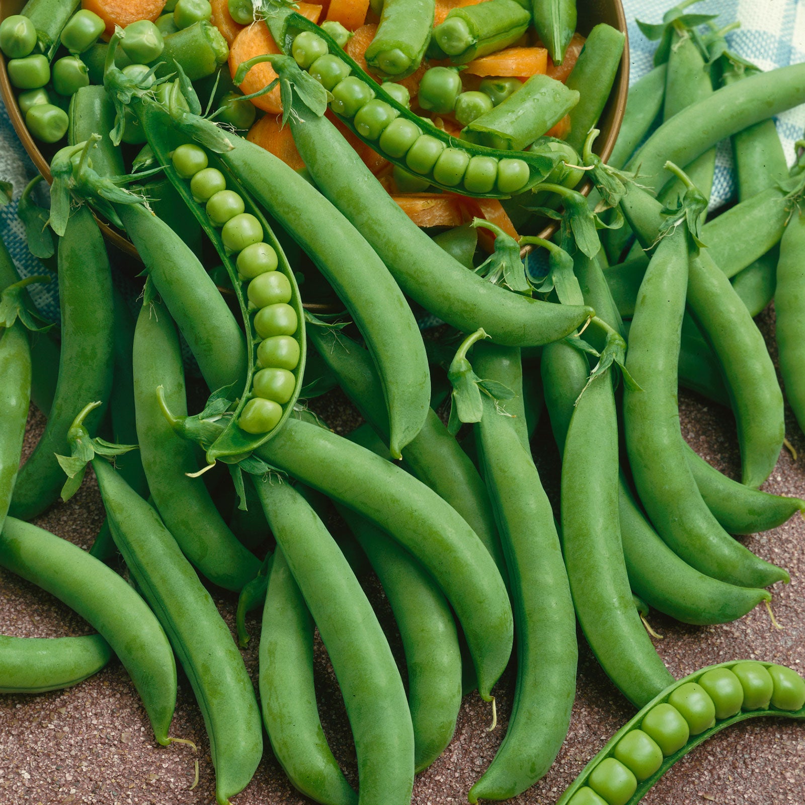 Green Arrow peas showing the peas inside the pod and spilling out.