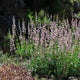 Palmer Penstemon Seeds