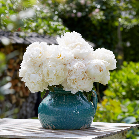 Enormous, fully double creamy-white bowl of cream peony bloom with ruffled petals and a soft yellow center.