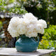Peony Roots - Bowl of Cream