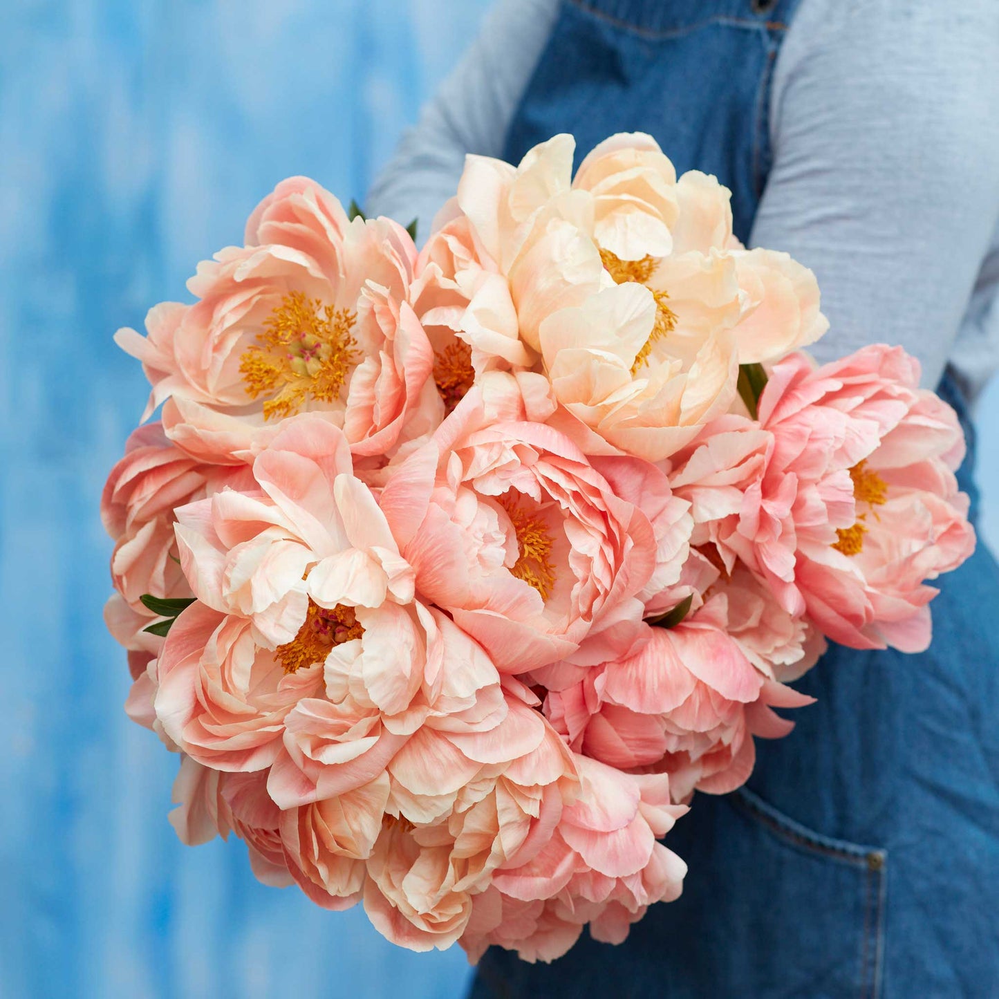 A person holding a bouquet of coral sunset peony flowers with a blue background.