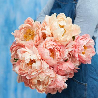 A person holding a bouquet of coral sunset peony flowers with a blue background.