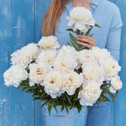 A person holding a bouquet of jumbo shirley temple peony flowers with a blue background.