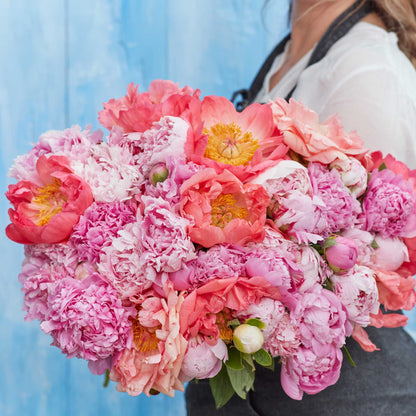 A person holding a bouquet of pastel mix peony flowers with a blue background.
