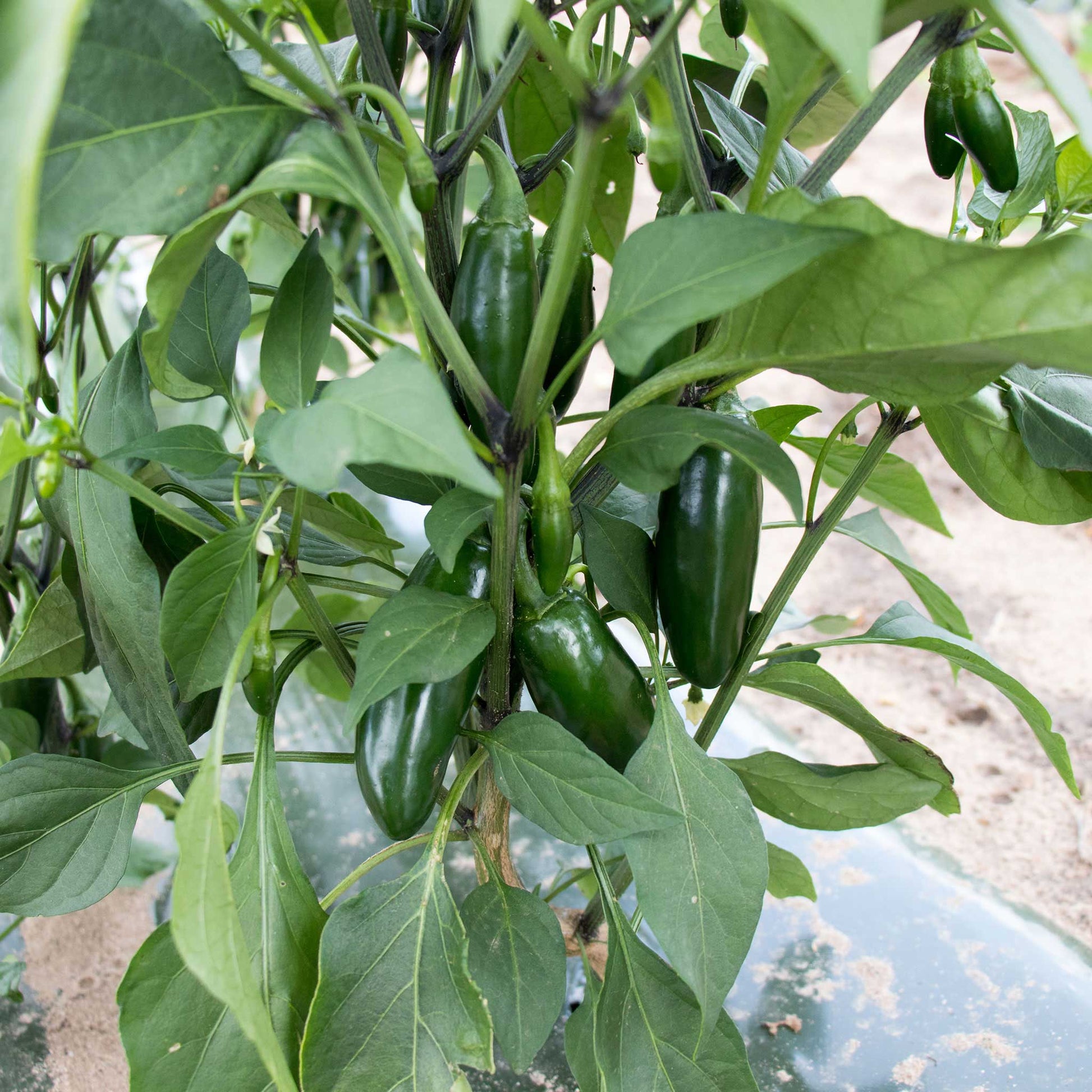A green Capitan F1 pepper, elongated and tapering to a point, with a smooth and glossy skin.