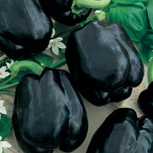 A ripe, red Merlot F1 sweet pepper, ready for harvest.