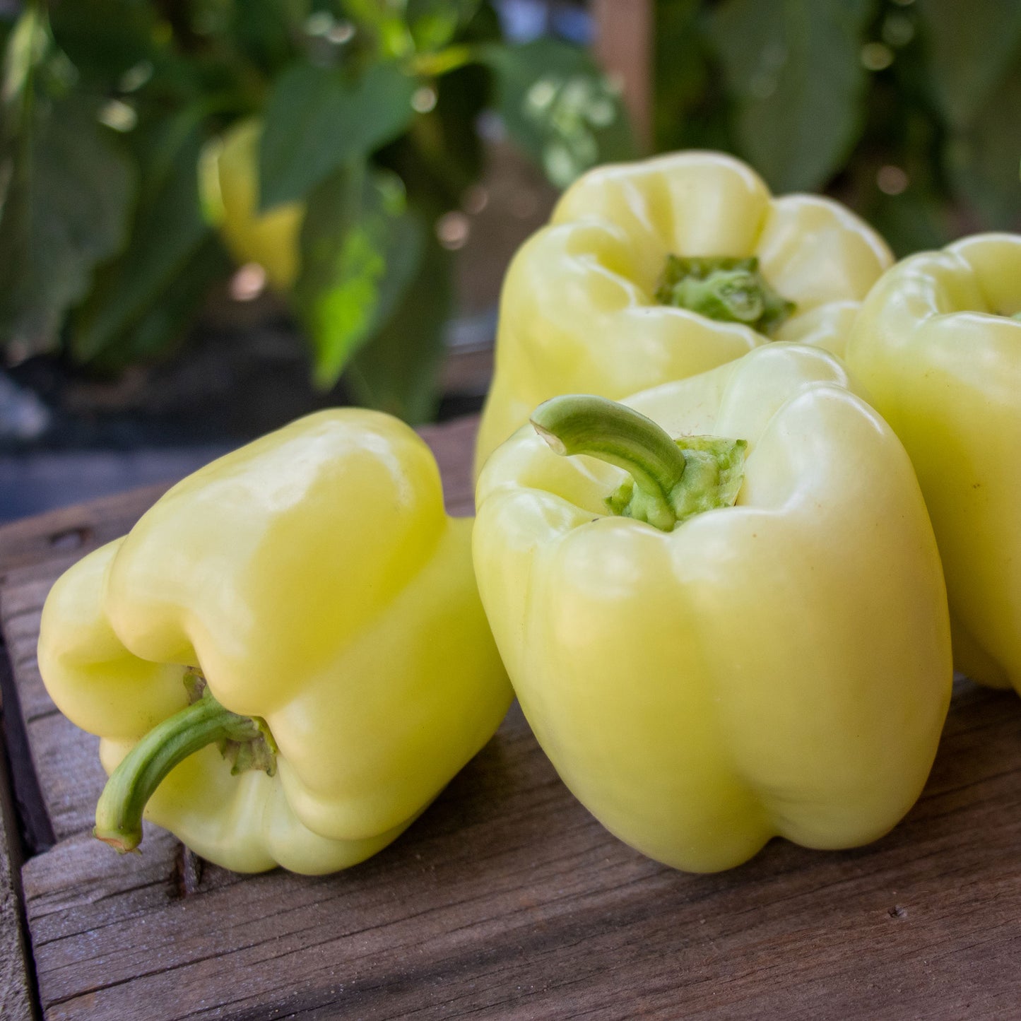 Valahia F1 bell sweet peppers showing yellowish white skin and green stems.