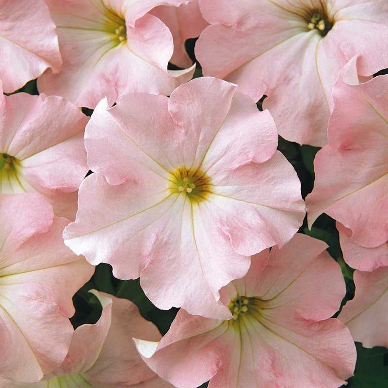 Petunia dreams appleblossom soft pink blooms with darker pink veins on a plain backdrop.