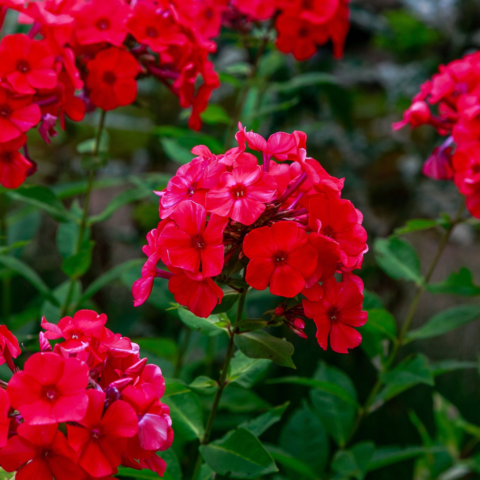 Red annual phlox vivid red blooms with dark centers in a sunny green garden.