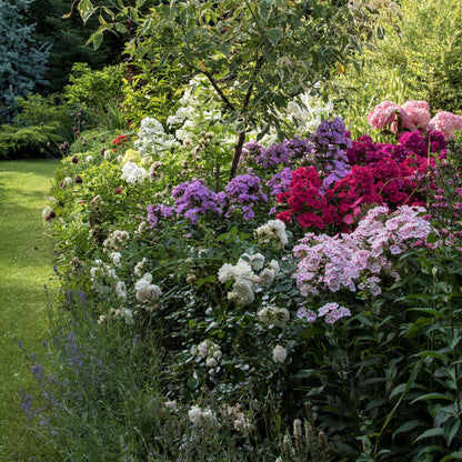 Phlox blue paradise in a colorful garden with pink and white flowers in the background.