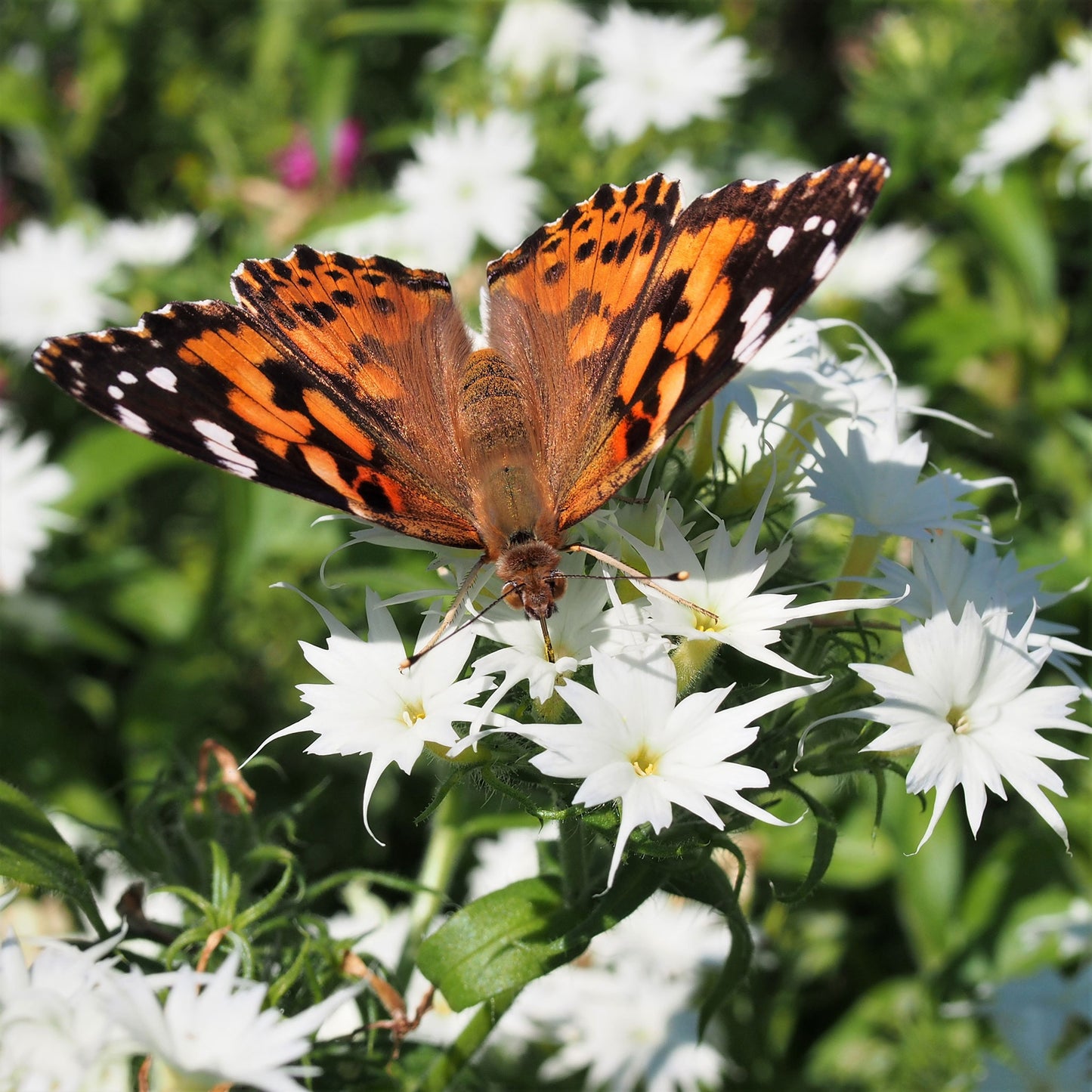 Twinkle mix phlox white and pink star-shaped blooms with a butterfly visitor in a garden.