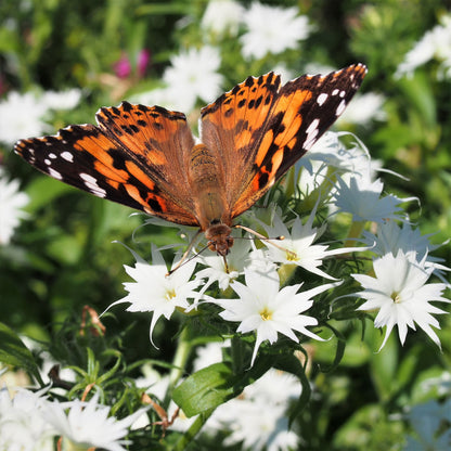 Twinkle mix phlox white and pink star-shaped blooms with a butterfly visitor in a garden.