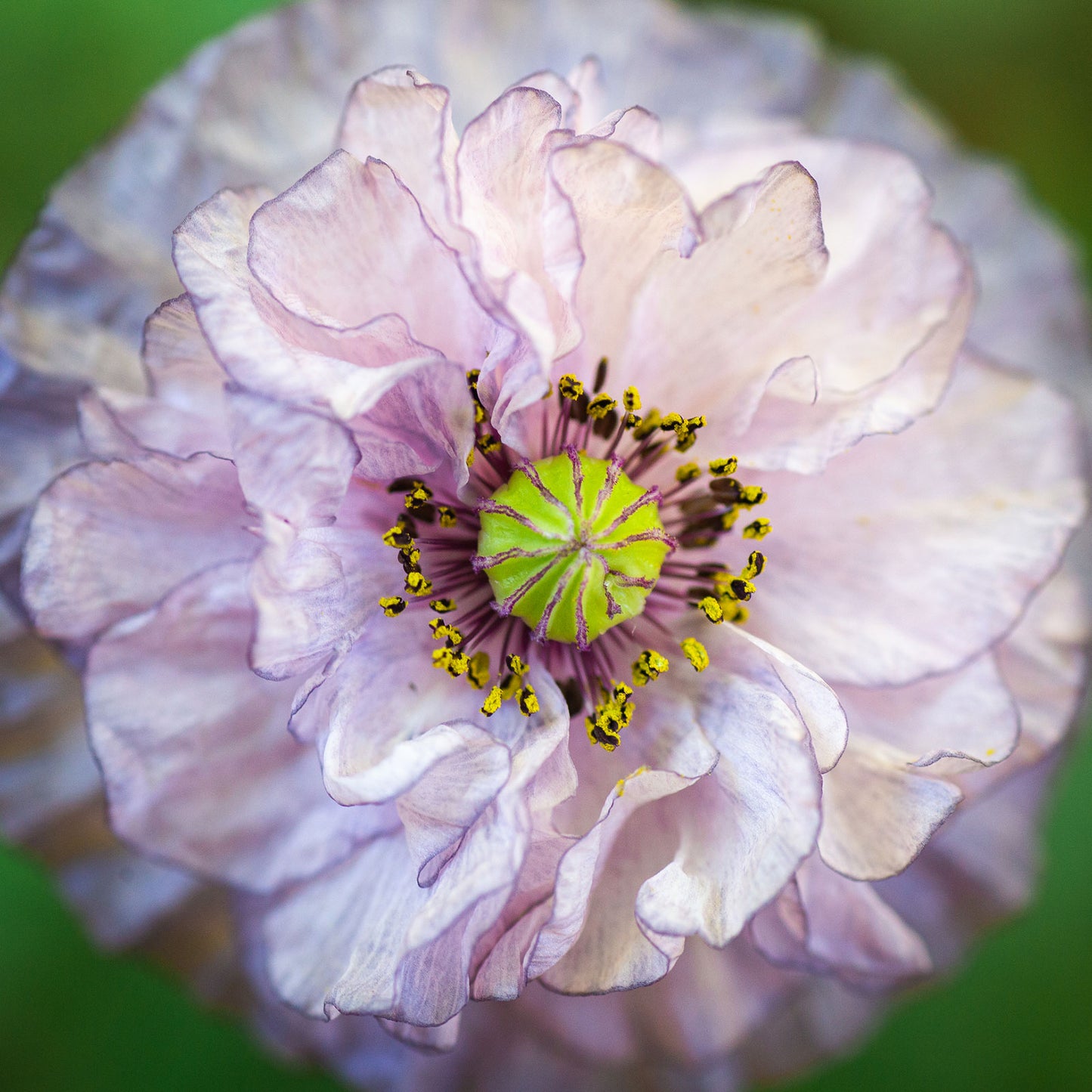 Pale grey-pink Poppy Shirley Amazing Grey ruffled flower on a blurred background