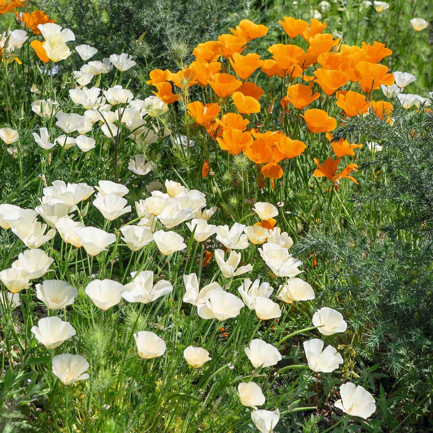 A close-up of a delicate ivory castle poppy with ruffled petals and a yellow center.