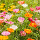 California Poppy Seeds - Mission Bells Mix